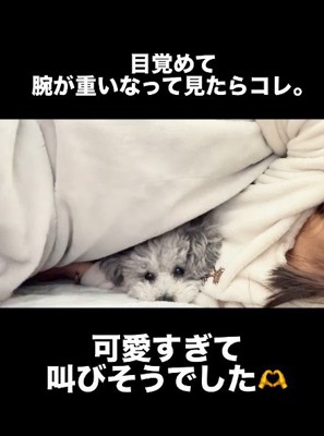 丸くなって寝るたろうまるちゃん