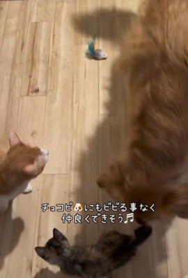 おからちゃんを見守る2匹