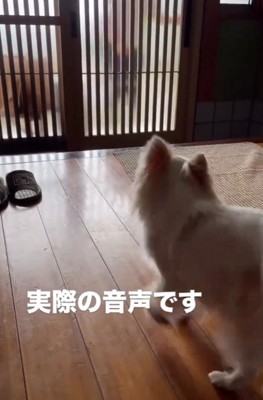 白い犬の後ろ姿