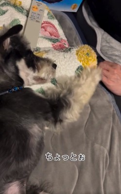 パパに催促するワンコ