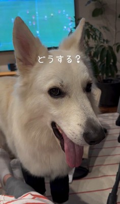 赤ちゃんが泣いた時のワンダくん6