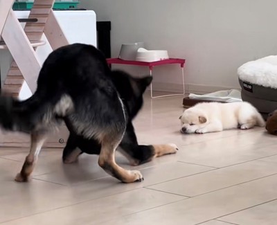 尻尾を振りながらそわそわする犬