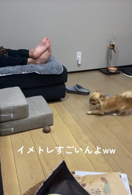 段差を登ろうとするのんちゃん5