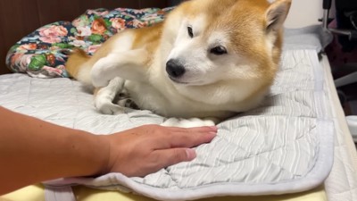 手をセットしてみた