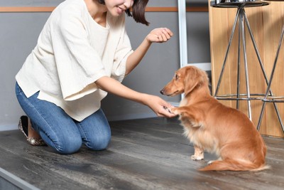 犬のしつけをする女性