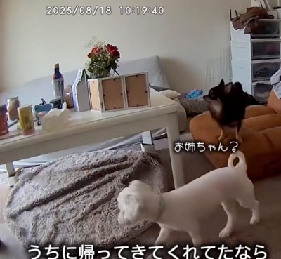 嬉しそうに歩く犬たち