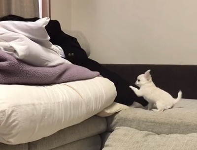 人に前足を伸ばす犬