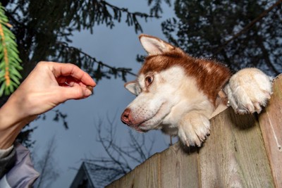 フードで犬を塀の外に誘い出す犯人