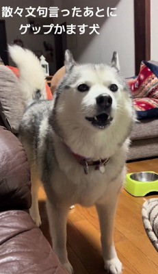 「ちょうだいってば!」