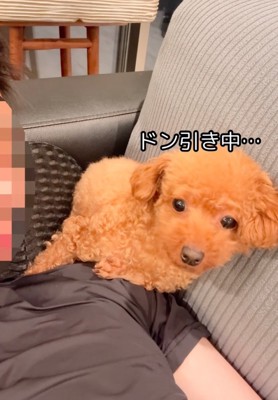 ドン引きした様子の犬