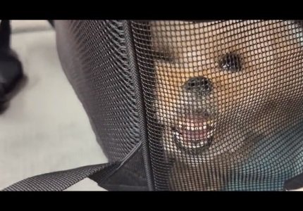 衝撃の顔のらなちゃん3