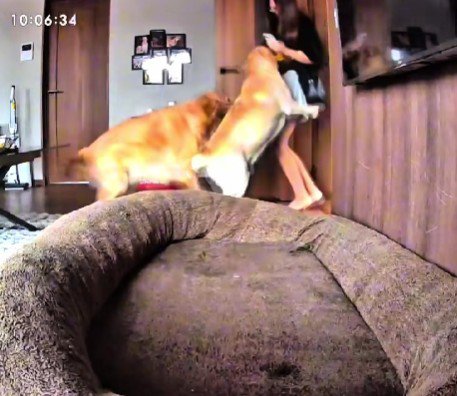 投稿主さんが帰宅すると…