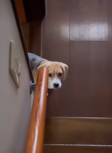 「早く降りてきて」