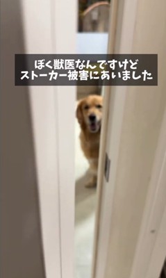 病院が大好きなマーシャル君