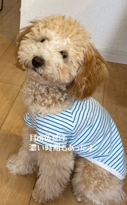 耳の色が濃いだんぼくん