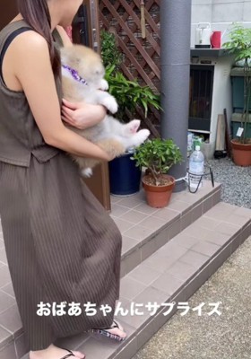 秋田犬の子犬をお迎え