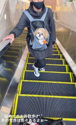 ペットリュックに入るムーくん