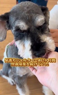 撫でられる犬