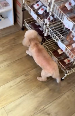 逃げるモカちゃん