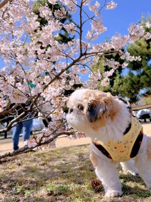 桜を見るぽてりちゃん