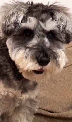 ぺぺ君が注意された時の反応7