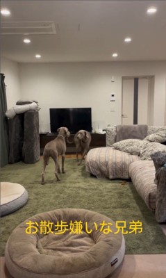 お散歩を嫌がるノアくん&ノエルくん2