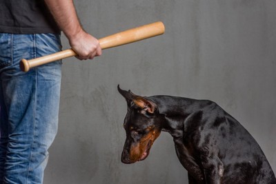 バットを持った男性に叱られる犬