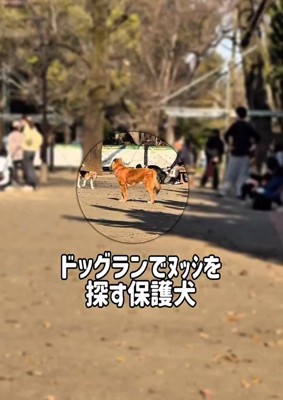 ドッグランのラッキーくん