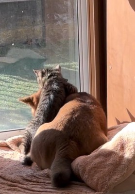 あんずちゃんに抱きつくゆずくん