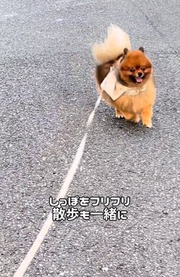 散歩するトムくん