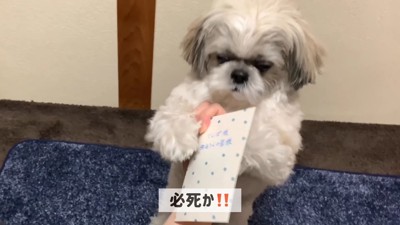 てんぽさんにおもちゃが届いたら3