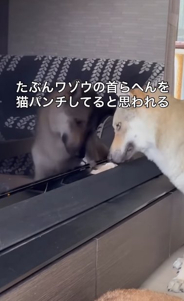 テレビ裏から出てくる猫の手で遊ぶチェコスロバキアンウルフドッグ