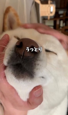 目を閉じてうっとりしている犬