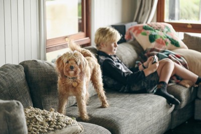 犬に構おうとせずゲームに夢中な少年