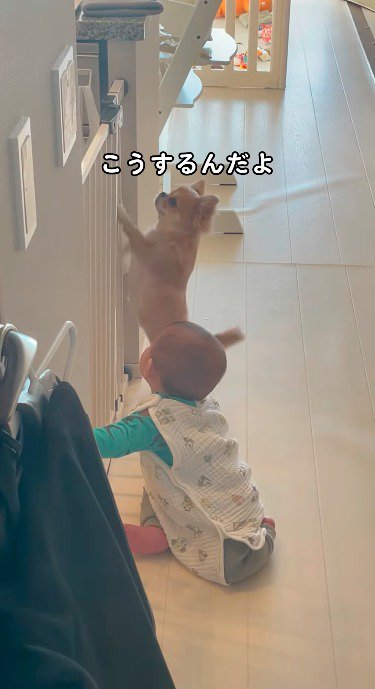 扉の前にやってきて、後ろ足で立ち上がる犬