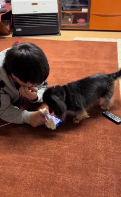 携帯の上におもちゃを落としたるんちゃん