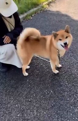 尻尾を振り笑顔のぽてとくん