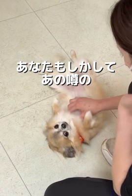 人になでられる犬