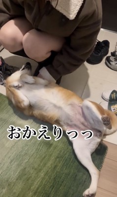ヘソ天
