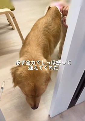 尻尾を振って再会を喜ぶ