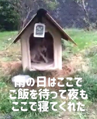 犬小屋を用意した