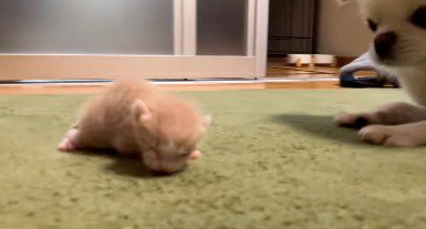 カーペットの上を進んでいく子猫