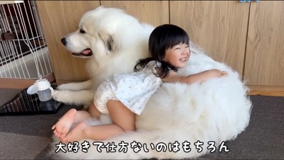 白い大型犬の背中にもたれかかる女の子