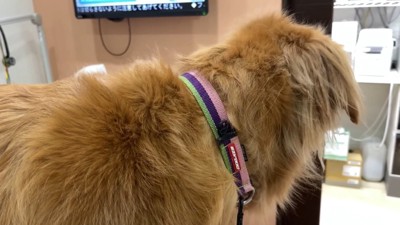 検査結果が出るまでいい子で待機