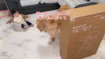 ほのちゃんを見るおからちゃん