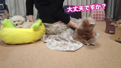 振り返ってママを見る虎太郎くん