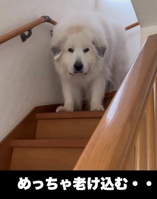 階段の途中で立ち尽くす犬