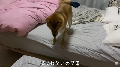 「降りられないし…」