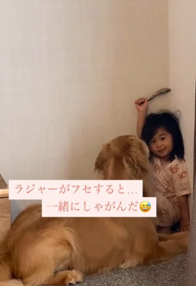 部屋の隅で伏せるゴールデンレトリバーと幼い女の子