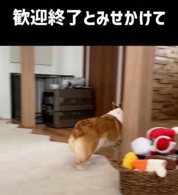 部屋を出て行くメスの犬